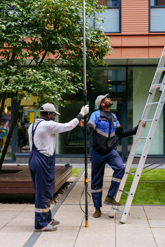 Urban tree maintenance between modern office buildings