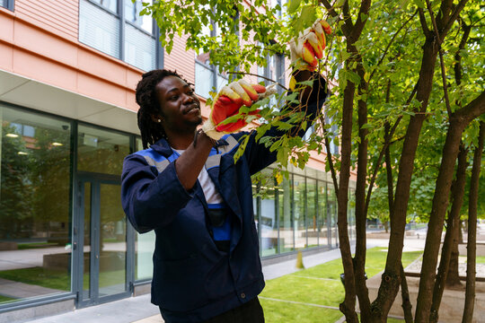 Urban tree maintenance between modern office buildings