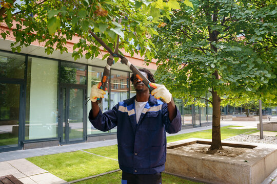 Urban tree maintenance between modern office buildings