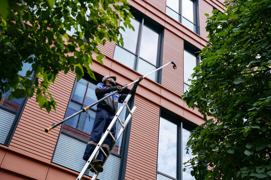Urban tree maintenance between modern office buildings