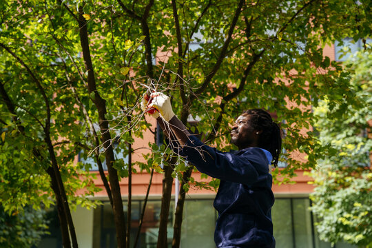 Urban tree maintenance between modern office buildings