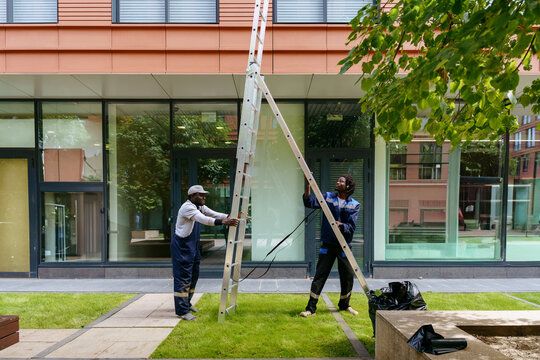 Urban tree maintenance between modern office buildings