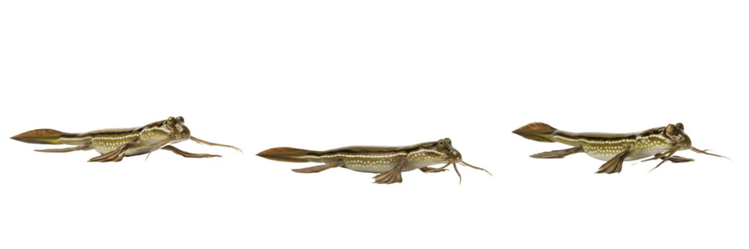 Atlantic Mudskipper - Periophthalmus - Sauteur de vase - Saltarin - Amphibious Fish SEO Title - Unique Fish Walking on Mud in Mangrove Swamp Wildlife Photography - Amazing Nature Evolution Portrait
