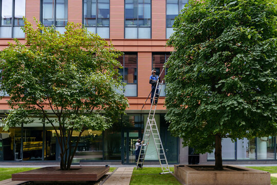 Urban tree maintenance between modern office buildings