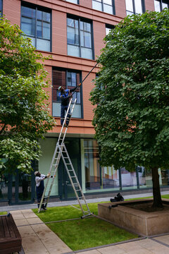 Urban tree maintenance between modern office buildings