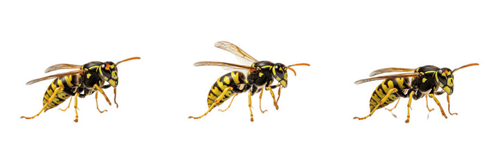 Common Wasp Nest - Vespula vulgaris - Guêpe - Avispa - Stinging Social Insect SEO Title - Yellowjacket Wasp on Paper Nest in Summer Garden Wildlife Photography - Warning Color Nature Wildlife Photo © NigCocu