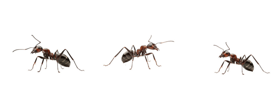 Red Carpenter Ant - Camponotus - Fourmi - Hormiga - Social Insect Colony SEO Title - Foraging Worker Ant on Tree Trunk in Forest Wildlife Photography - Industrious Nature Wildlife Portrait Photo