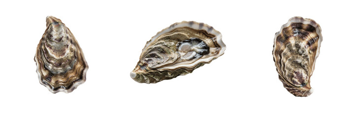 Pacific Oyster Shell - Magallana gigas - Huître - Ostra - Common Marine Bivalve SEO Title - Shellfish on Coastal Rocks in Salt Water Wildlife Photography - Iconic Seafood Marine Species Portrait © NigCocu