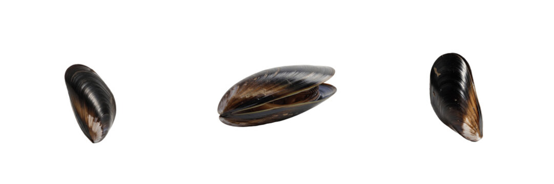 Blue Mussel Group - Mytilus edulis - Moule - Mejill&oacute;n - Coastal Marine Bivalve SEO Title - Dark Shellfish Clinging to Rocks at Low Tide Wildlife Photography - Edible Marine Species Nature Photo Art