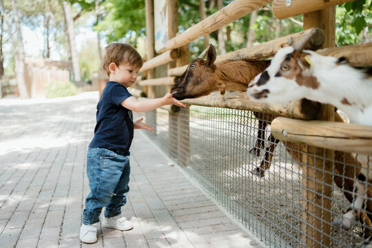 Toddler Gently Caressing a Goat at an Animal Sanctuary