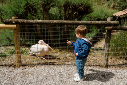 Toddler Observing a Pelican at an Animal Sanctuary Park