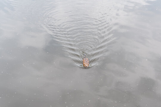Muskrat, Ondatra zibethicuseats swiming at the surface of the lake water.