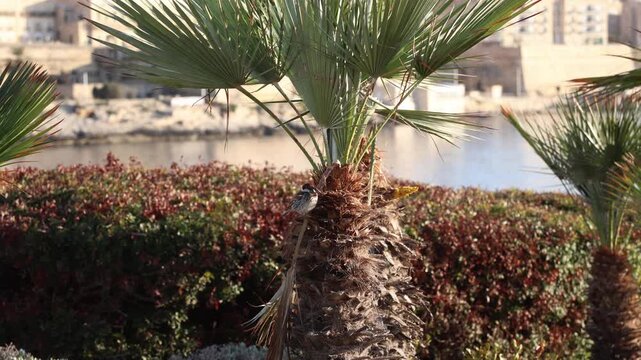 House Sparrow Perched on Mediterranean Fan Palm Tree With Harbour and City Buildings in Background Malta