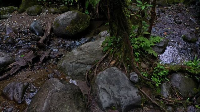 A tree has grown beautifully between large boulders in a tropical cloudforest: nature backround of a rainforest
