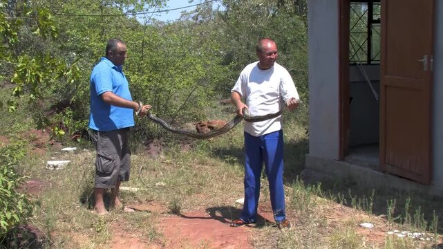 Removal of Large African Rock Python From Residential Building safety risk and human-animal conflict
