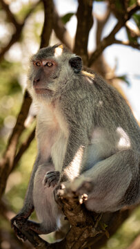 Long-Tailed Macaque in the Canopy