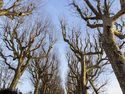 Winter tree branches against blue sky in Coimbra