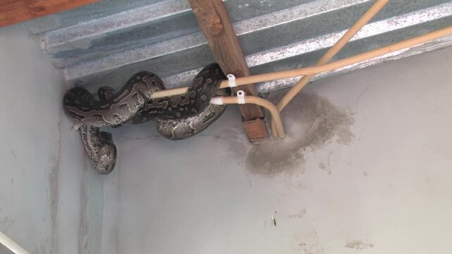 Large Python Hiding Inside House Roof Structure safety risk and human-animal conflict