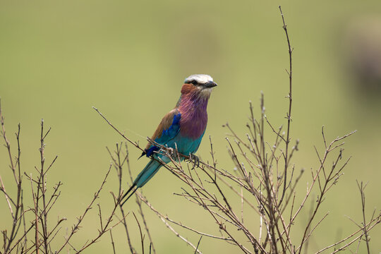 Lilac-Breasted Roller Portrait, Masai Mara, Kenya 