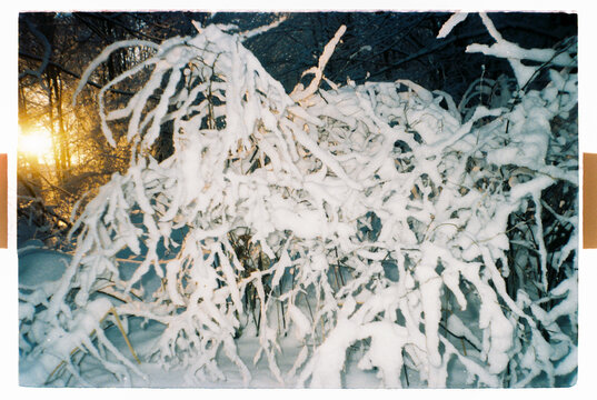 Snow Covered Branches Glowing in Winter Sunset Light