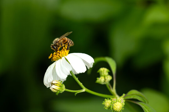 Bee pollenating flower 