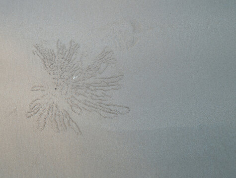 Patterns in sand made by tiny crabs