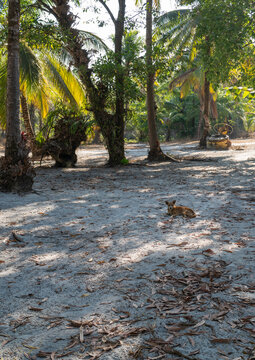 Small dog resting in a village on Ko Phra Thong island in Thailand. 