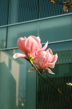 Flowers bloom in a city setting during springtime