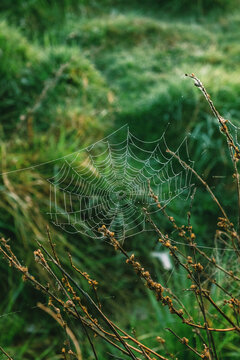 Spider web shines in morning light among green grass