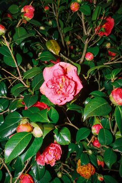 Camellia flowers bloom in a garden during spring season