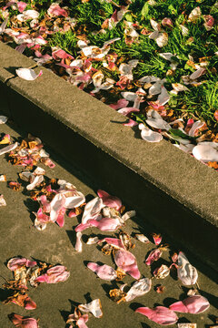 Petals on the ground near grass in a public space during the day