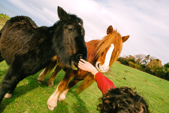 Horses in a field with a person reaching out to feed them