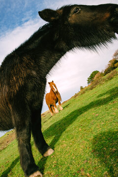 Horses grazing on a green field during a cloudy day