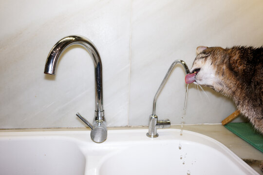 Cat Drinking from Kitchen Sink Faucet