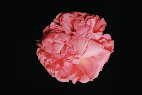 Pink flower blooming in a dark background setting