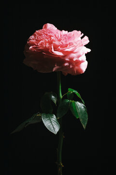 Pink rose stands tall against a dark background in soft light