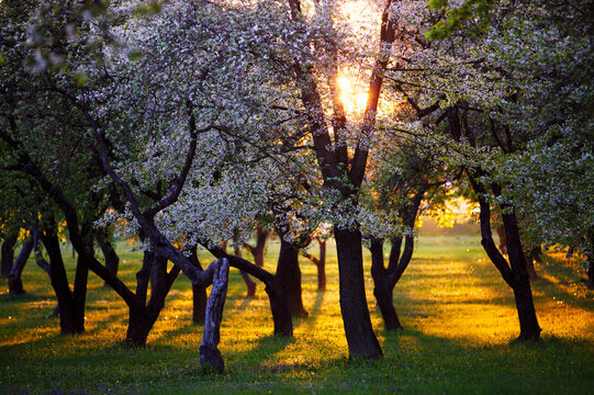 Cherry tree orchard on sunset with spring flowers