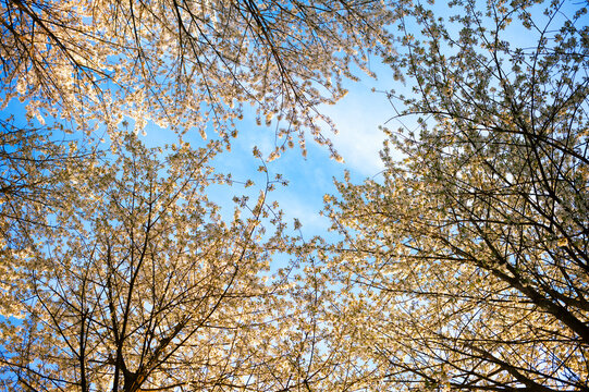 Cherry trees spring flowers canopy on nature
