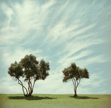 Two Trees Under Cloudy Sky