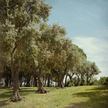 Olive Trees Under Blue Sky