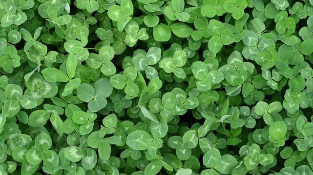 Green foliage and grass ground cover captured in a top view close-up.Natural clover leaf texture creates a versatile organic background with a fresh spring atmosphere. Video is the perfect background 