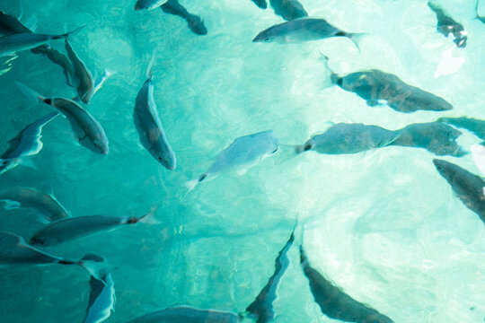 Fish Swimming in Clear Sunlit Water