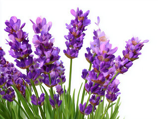 Fototapeta premium Lavender flowers blooming on white background