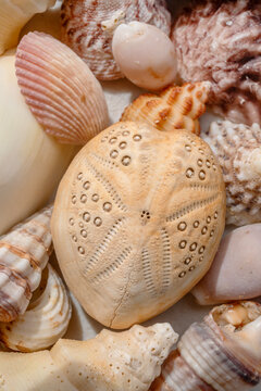Shells on the beach. Eighty Mile Beach. Western Australia.