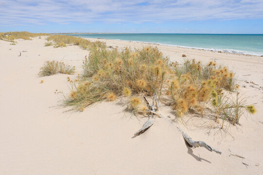 Dune grass. Southern end of Eighty Mile Beach. Western Australia.