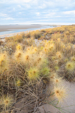 Dune grass. Southern end of Eighty Mile Beach. Western Australia.