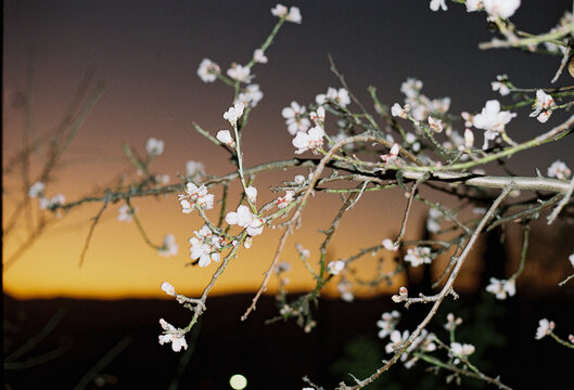 Almond Blooms on Branches at Sunset in a Natural Landscape