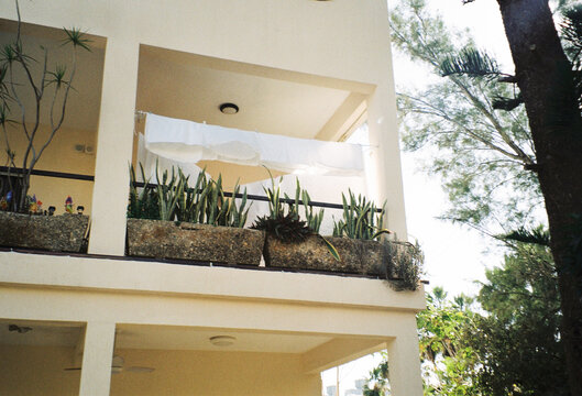 Sunlight Shines on Plants on Balcony in Urban Setting Near Trees