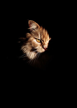 Cat Looks out From Dark Background During Evening Hours