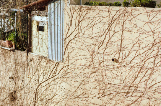 Vines On Stucco Wall